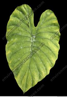 free photo texture of tropical leaf 